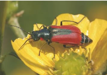 Scarlet Malachite beetle